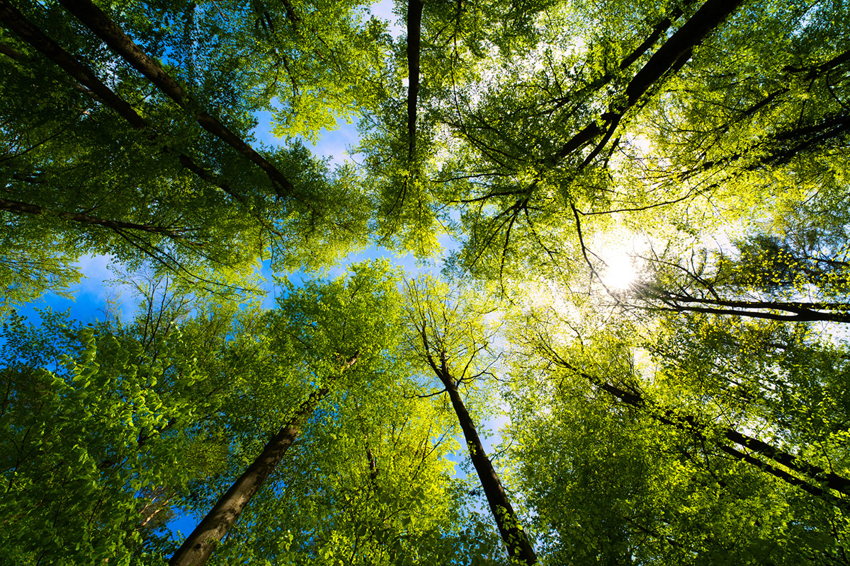a view up into the trees direction sky How green is your data? by Kite Web Design